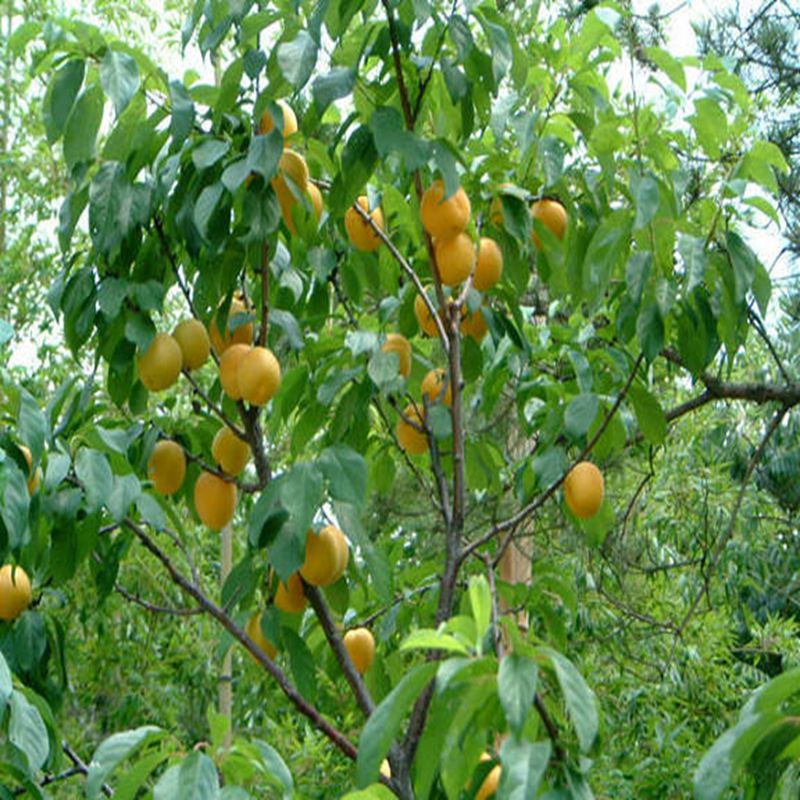 安丘金太阳杏苗市场走向