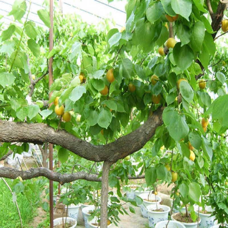惠民一年生杏苗种植技巧