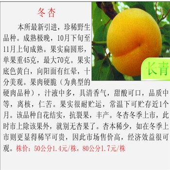 巴州區(qū)高產(chǎn)杏苗致富新品種