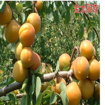 金沙四公分杏苗圖片大全