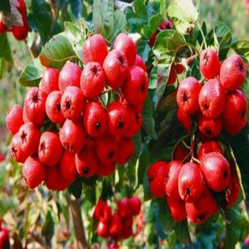石柱培育歪把紅山楂苗批發(fā)