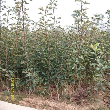 福州黃果山楂苗的特點(diǎn)