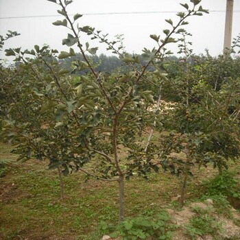 东莞一年生面楂山楂苗销售