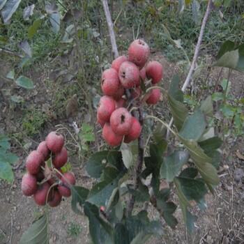 牡丹江高產(chǎn)甜紅籽山楂苗哪里好