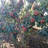 苏州五年生山楂树苗种植基地图片2