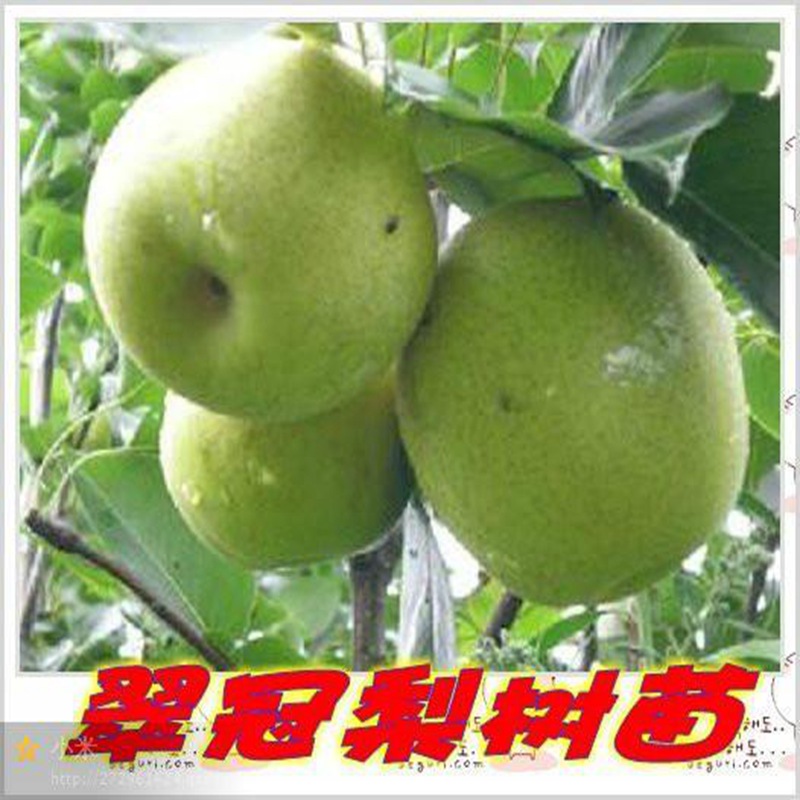 宜君三年生梨苗經(jīng)銷商