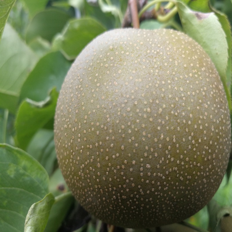 高淳新梨7號梨苗|口碑推薦