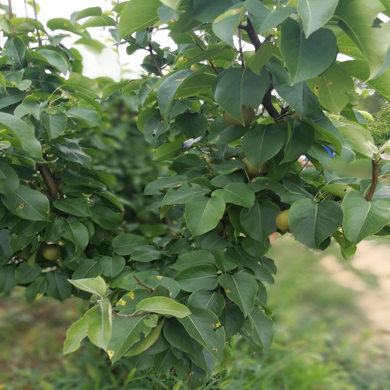 茄子河红宝石梨苗诚信服务