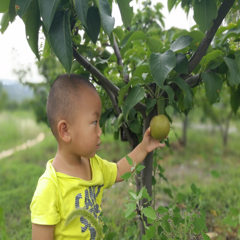 茄子河红宝石梨苗诚信服务