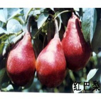 青松鄉(xiāng)翠冠梨苗大量批發(fā)