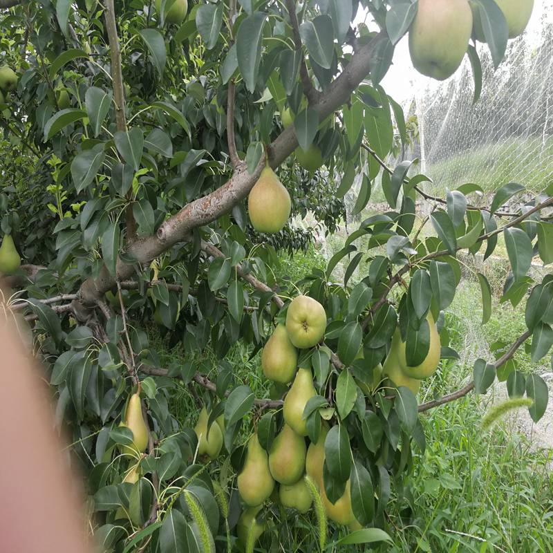 興隆鎮(zhèn)新梨7號梨苗|口碑推薦