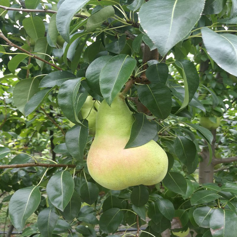 积石山黑梨苗培育基地