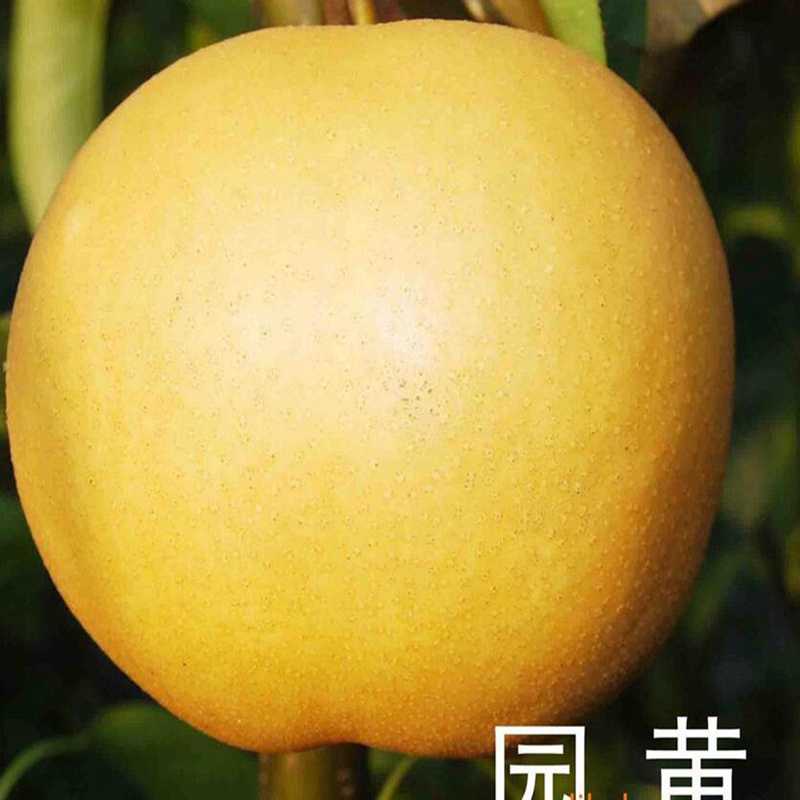 淄川紅瑪瑙梨苗多圖