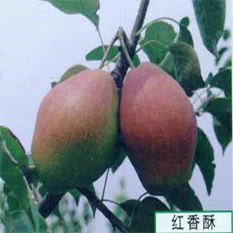 千陽四公分梨苗報價