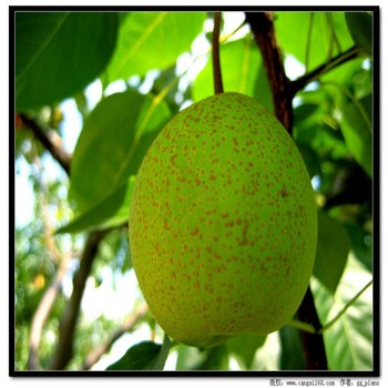 九所鎮(zhèn)夏玉梨苗廠家供應(yīng)