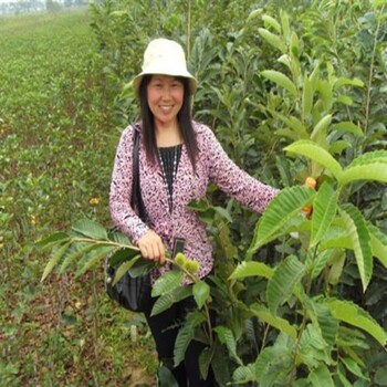 向阳区四年生板栗苗种植技术