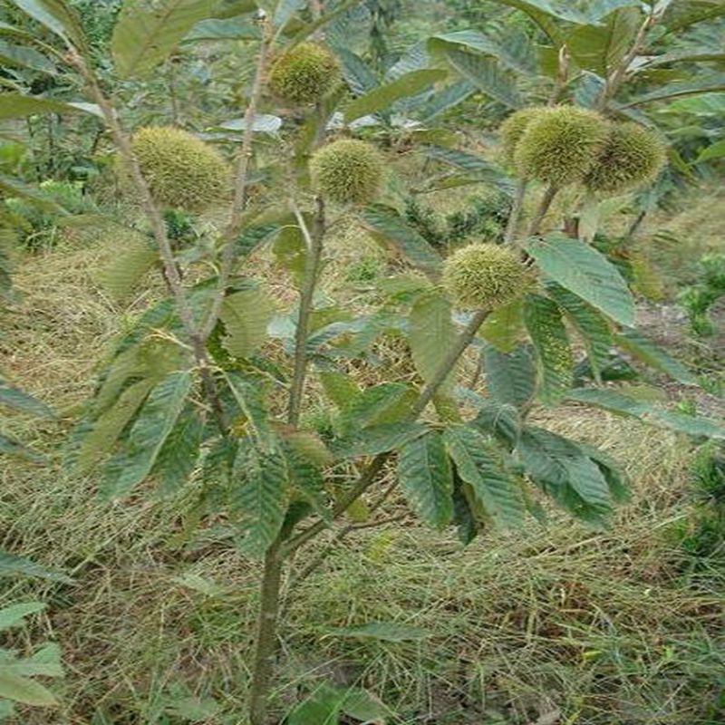 钟山区板栗苗市场价格