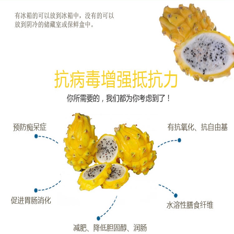 资中白水晶火龙果苗厂家|客户至上