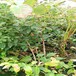 荊州熱銷藍莓苗批發