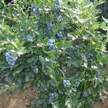 北戴河蓝鸟蓝莓苗质量好