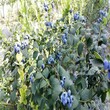 高產藍莓苗,都克藍莓苗批發值得信賴