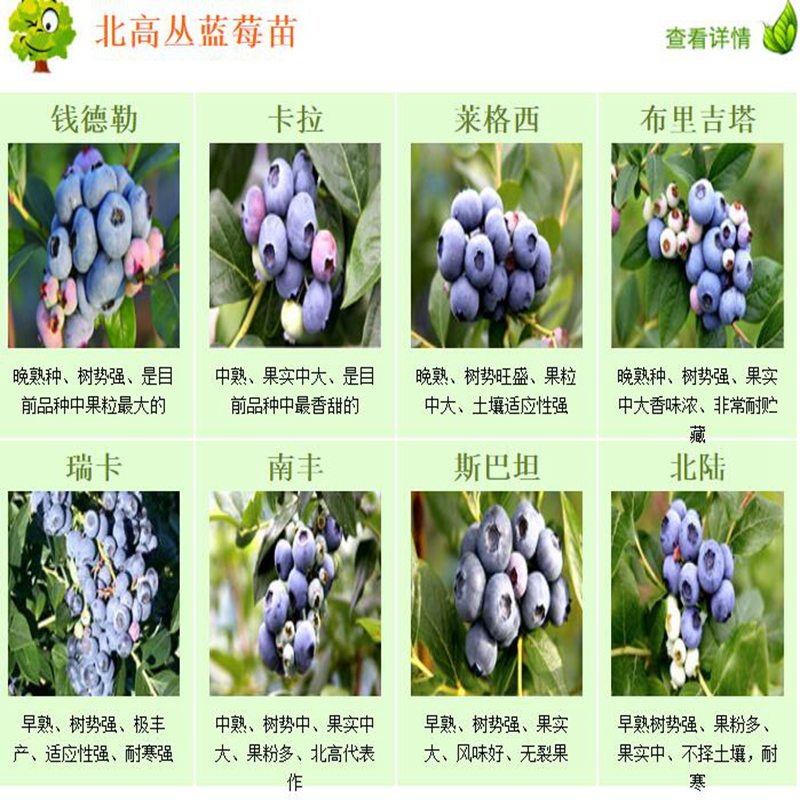 安阳蓝莓苗丰产果型