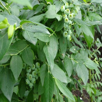 封開自產(chǎn)自銷藍(lán)莓苗出售