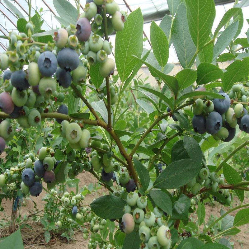安阳蓝莓苗丰产果型