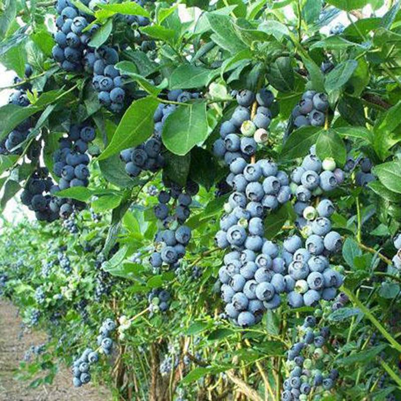 新邱品种蓝莓苗生产厂家欢迎咨询