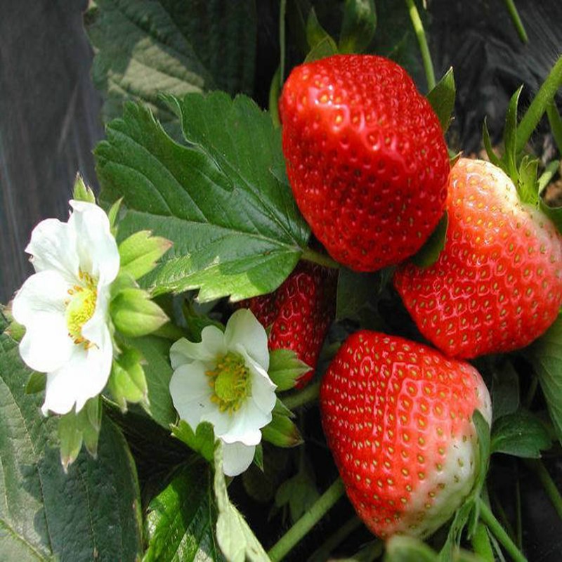 龙泉驿草莓苗种苗大量供应草莓苗预定·