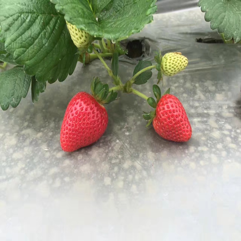金湾高产草莓苗铸造辉煌草莓苗预定·
