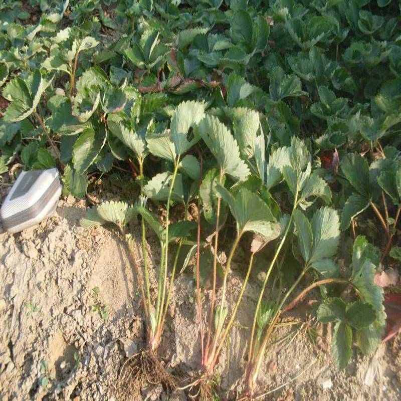 金城江京桃香草莓苗批發(fā)廠家服務(wù)草莓苗預(yù)定·
