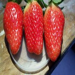 咸安红颜草莓苗厂家欢迎来电图片3
