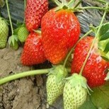 咸安红颜草莓苗厂家欢迎来电图片5