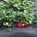 福贡红袖添香草莓苗行业前景草莓苗预定·