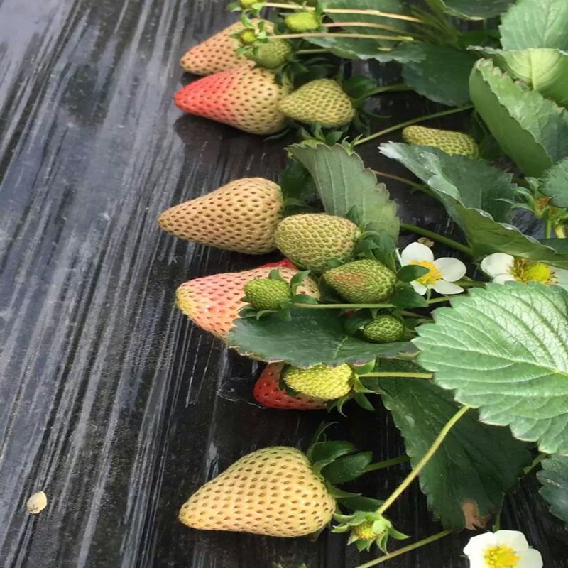 龙泉驿草莓苗种苗大量供应草莓苗预定·