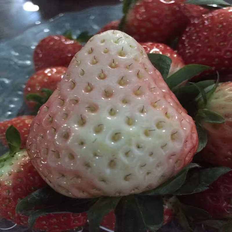衡阳京留香草莓苗出售信息草莓苗预定·