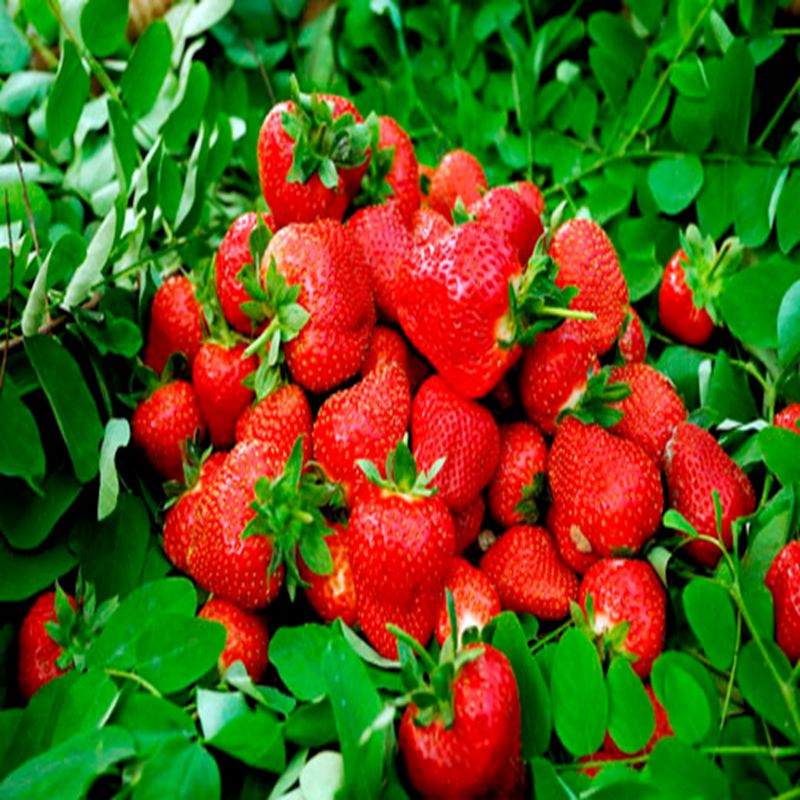 勃利甜查理草莓苗便宜报价草莓苗预定·