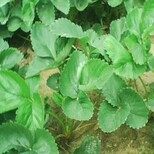 海曙泰丽草莓苗新品种图片1