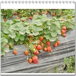 海曙泰丽草莓苗新品种图片3