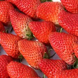 海曙泰丽草莓苗新品种图片5