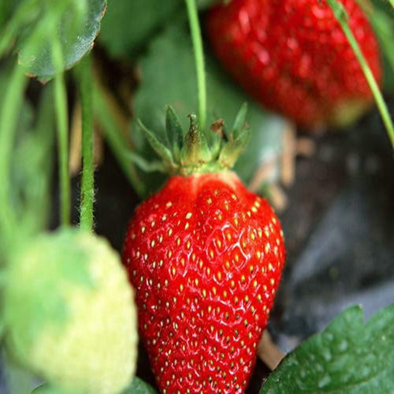 桥西隋珠草莓苗以客为尊草莓苗预定·