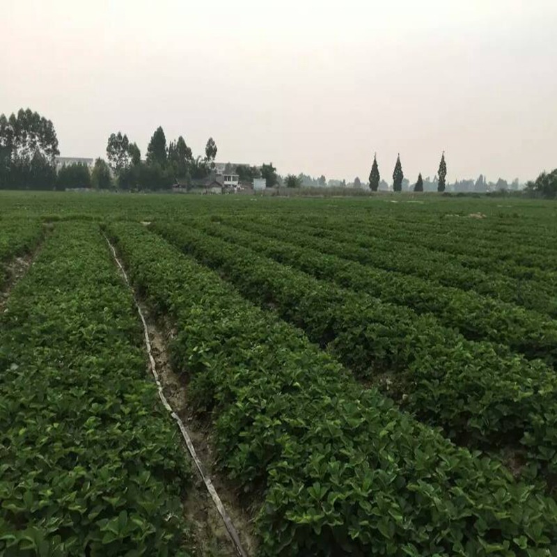 嘉善妙香草莓苗种植技术草莓苗预定·