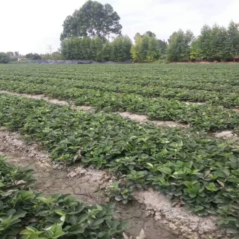 迁西大棚草莓苗风味浓甜草莓苗预定·