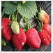 北屯法兰地草莓苗厂家供应草莓苗预定·
