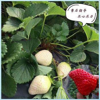 漳县京桃香草莓苗致富新品种