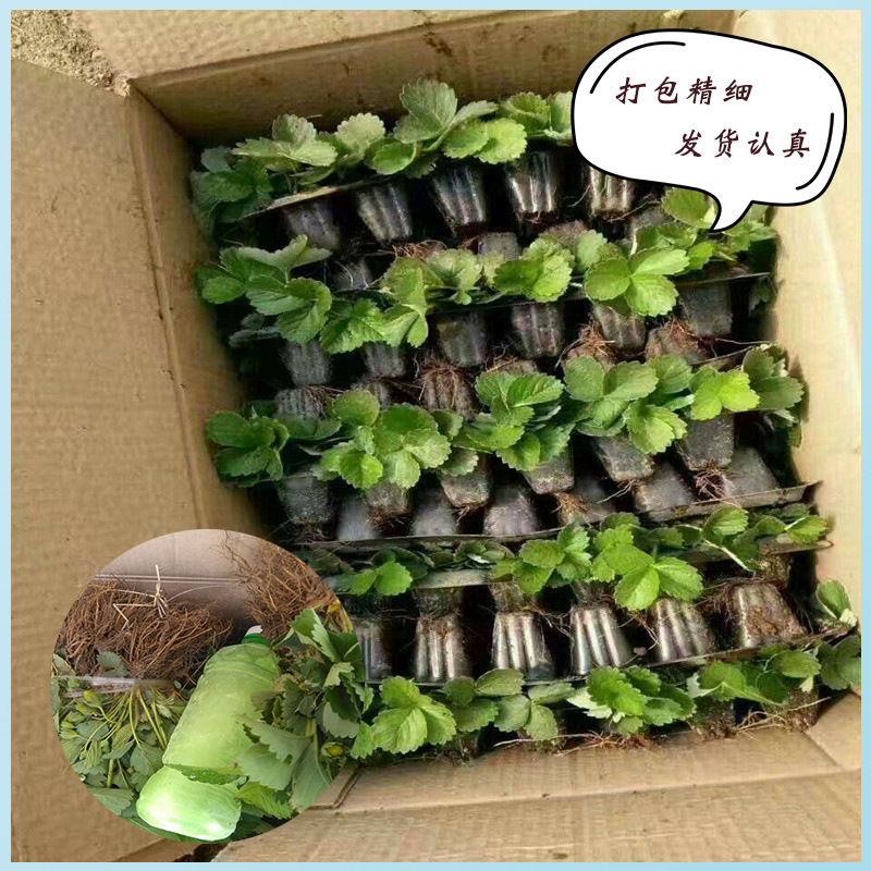 中山泰丽草莓苗批发草莓苗预定·