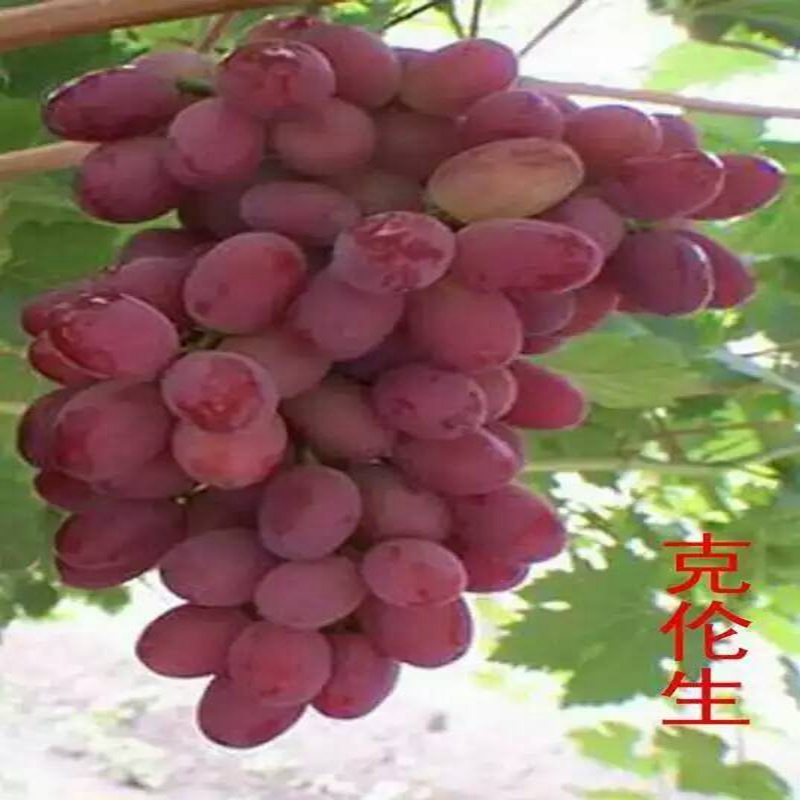红芭拉蒂葡萄苗，葡萄苗一亩产量高