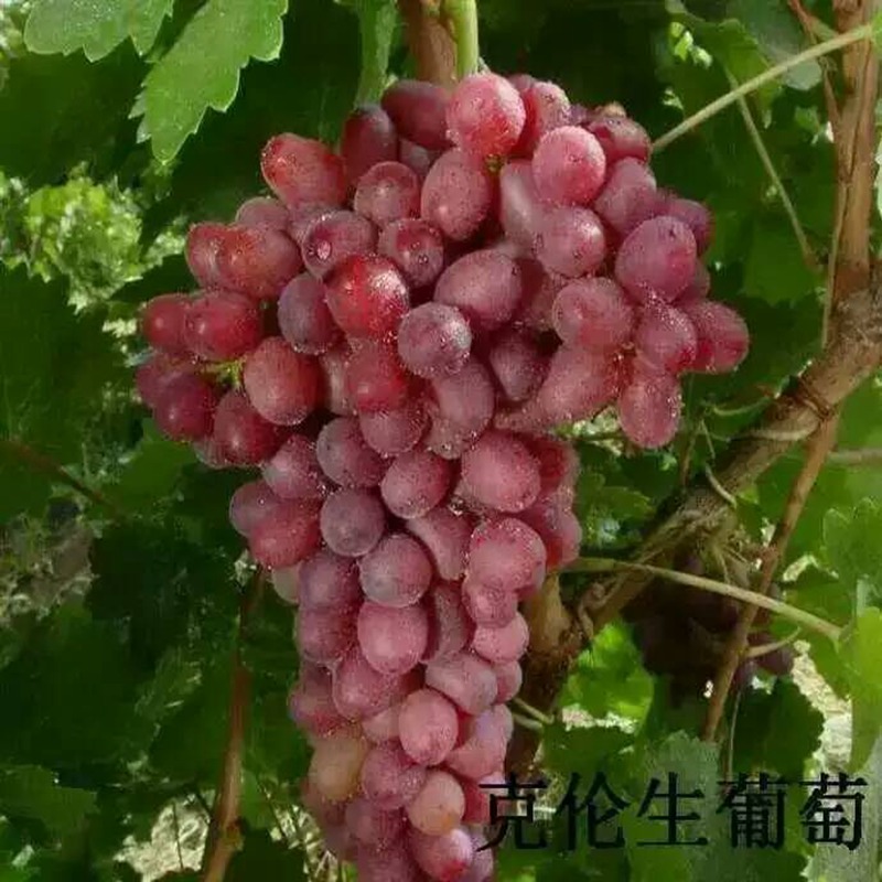 无核白鸡心葡萄苗，龙眼葡萄苗价格诚信经营``