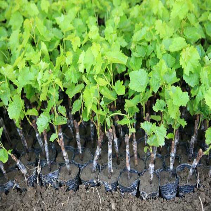 葡萄苗通常采用嫁接法繁殖,把优良品种嫁接在优良砧木上,砧木的繁殖